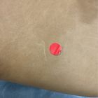 Open Box: Ezra Dining Chair - Ludlow Leather Sesame, Cool Walnut