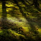 Mossify Growable Moss for the Shade