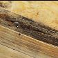 Video 1 for Emmerson® Solid Reclaimed Wood Rectangle Dining Table (62", 72" &amp; 87")