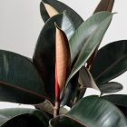 Live Burgundy Rubber Plant in Grow Pot