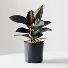 Live Burgundy Rubber Plant in Grow Pot