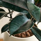 Live Burgundy Rubber Plant in Grow Pot