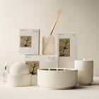 West Elm Homescent Collection - Mint Tea