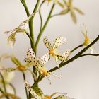 Faux Orchid Leaf
