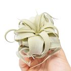 Live Tillandsia Xerographica Air Plants &amp; Xerographica Seedling Pack