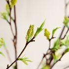 Faux Green Stem
