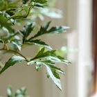 Faux Potted Phoenix Tree