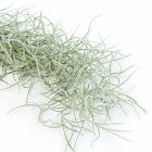 Live Tillandsia Usneoides Spanish Moss Air Plant Clumps (Set of 3)