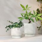 Faux Potted Money Plant