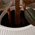 Faux Potted Rubber Tree