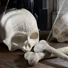 Indoor/Outdoor Skull &amp; Bone Decorative Objects