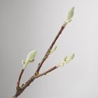 Faux Magnolia Branch