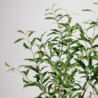 Faux Potted Olive Tree (5')