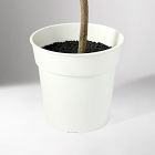 Faux Potted Olive Tree (5')