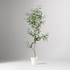 Faux Potted Olive Tree (5')