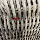 Open Box: Westport Wicker Slim Profile Outdoor Lounge Chair - Natural, Crosshatch Weave Alabaster