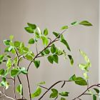 Faux Potted Bursera Plant