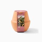 Modern Sprout Modern Terracotta Grow Kit