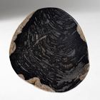 Petrified Wood Side Table (12")
