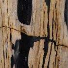 Petrified Wood Side Table (12")