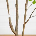 Faux Flowering Dogwood Tree (5'&ndash;7')