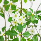 Faux Flowering Dogwood Tree (5'&ndash;7')