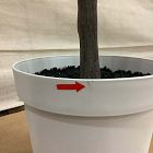 Open Box: Faux Potted Quince Leaf Tree (6') - Green