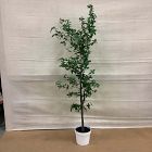 Open Box: Faux Potted Quince Leaf Tree (6') - Green