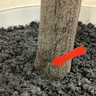 Open Box: Faux Potted Quince Leaf Tree (6') - Green