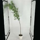 Open Box: Faux Maple Potted Tree (6')
