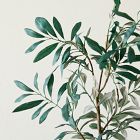 Faux Potted Olive Tree &amp; Curved Round Planter Bundle