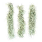 Live Tillandsia Usneoides Spanish Moss Air Plant Clumps (Set of 3)