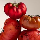 Glass Tomato Ornament
