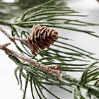 Faux Frosted Pine Cone Branch