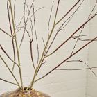 Faux Ombre Branch