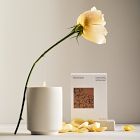 West Elm Homescent Single Wick Candle - Rosewater