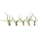 Live Tillandsia Bulbosa Guatemala Air Plants (Set of 5)