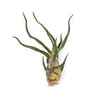 Live Tillandsia Bulbosa Guatemala Air Plants (Set of 5)