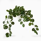 Faux Potted Herringbone Maranta Plant