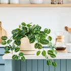 Faux Potted Herringbone Maranta Plant