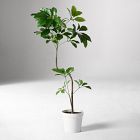 Faux Potted Tropical Tree