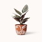 Franca NYC Cara Planter