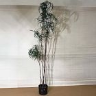 Open Box: Faux Potted Australian Bottleneck Tree