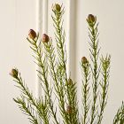 Faux Protea Stem