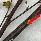 Open Box: Faux Blossom Branch (57") - Green, Multi